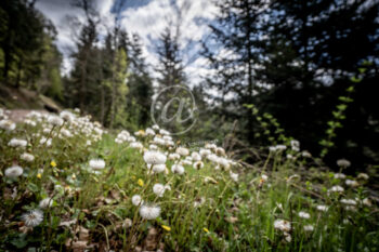 Odenwald Wiese