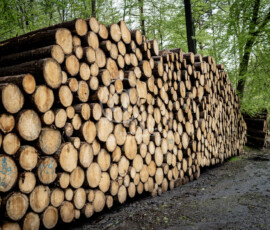 Holzwirtschaft Baumstämme