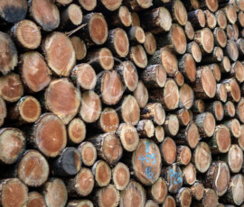 Holzwirtschaft Baumstämme