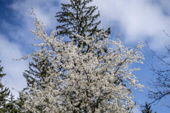 Kirschblüte