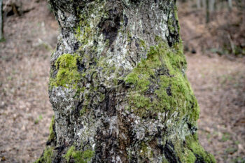 Baum mit Moos