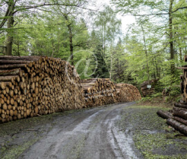 Holzwirtschaft Baumstämme