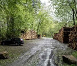 Holzwirtschaft Baumstämme
