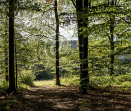 Wald