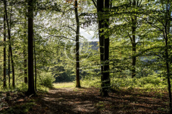 Wald