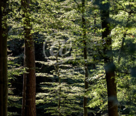 Wald