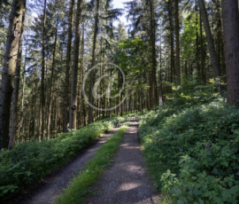Wald