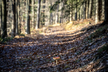 Pilz auf Waldweg