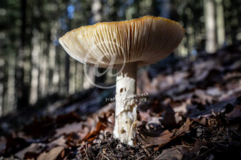 Pilz