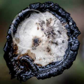Pilz