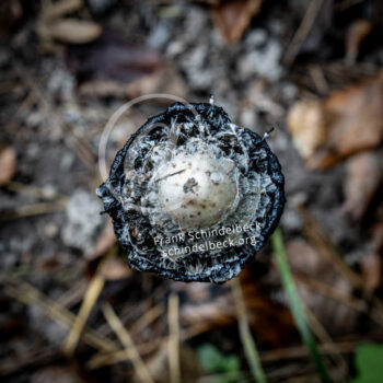 Pilz