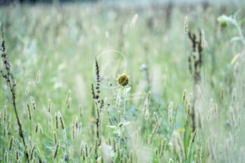 Sonnenblume