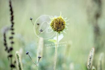 Sonnenblume