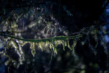 Flechte im Gegenlicht