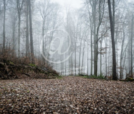 Wald