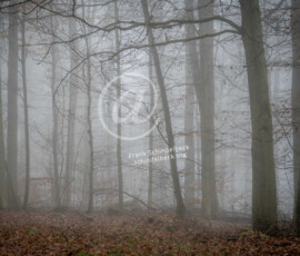 Wald