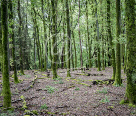 Wald