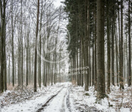 Wald