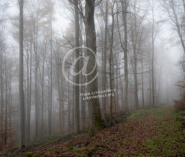 Wald
