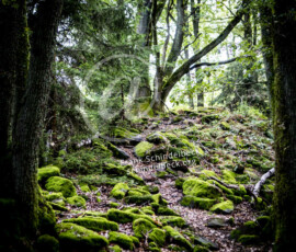 Wald
