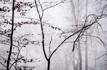 Baum