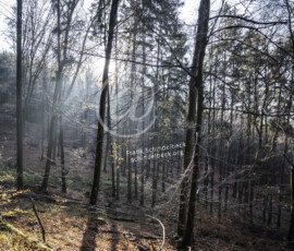 Herbstwald