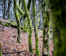 Wald