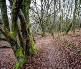 Wald