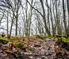 Wald