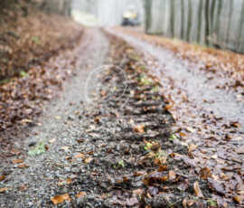 Holzwirtschaft Waldweg