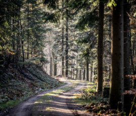 Waldweg
