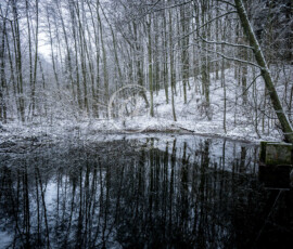 Winter See