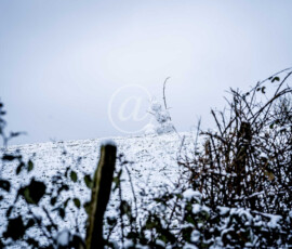 Schneemann