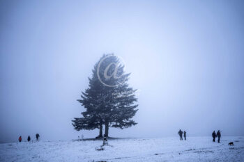 Winter Baum