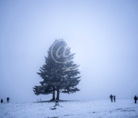 Winter Baum