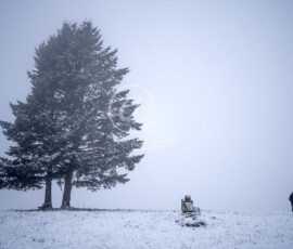 Winter Baum