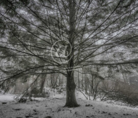 Winter Baum