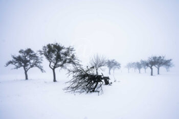 Winter Bäume