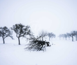 Winter Bäume