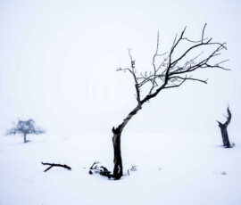 Winter Baum