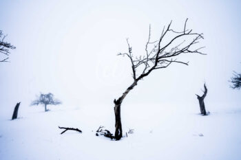 Winter Baum