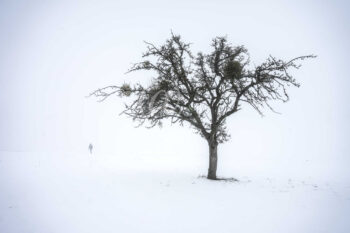 Winter Baum
