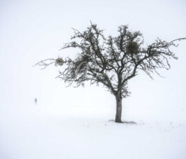 Winter Baum
