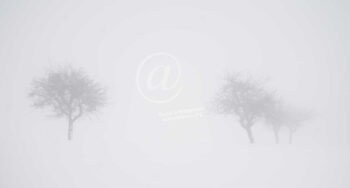 Winter Bäume
