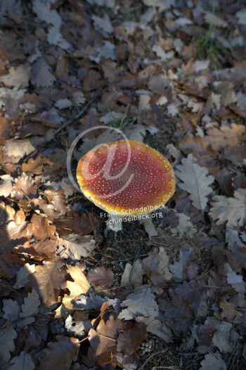 Pilz, Fliegenpilz
