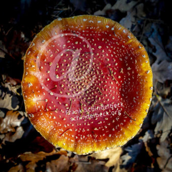 Pilz, Fliegenpilz
