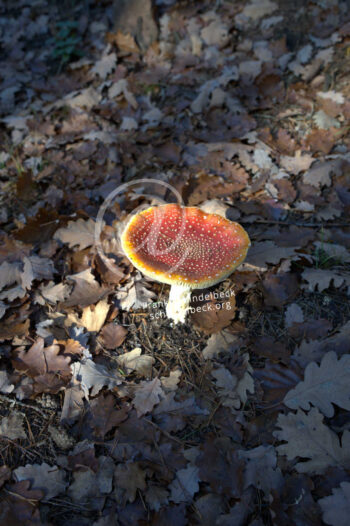 Pilz, Fliegenpilz