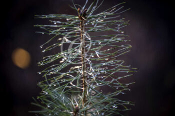 Fichtennadeln