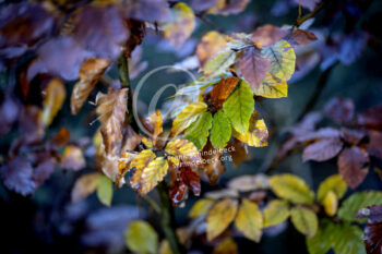 Buchenblätter im Herbst
